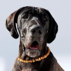 Amberdog Bernsteinkette -Sonne- 68 cm