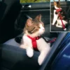 Auto-Geschirr für Katzen, 20–50 cm/15 mm, rot