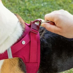 Curli Geschirr Vest Air-Mesh Clasp, rot