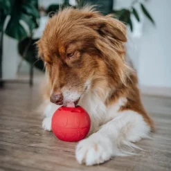 SmoothieDog Schleckball-Set