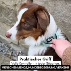 Woofed Nylon Tactical, Halsband, Griff, sage green